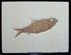 Knightia Fossil Fish - Wyoming #7596-1
